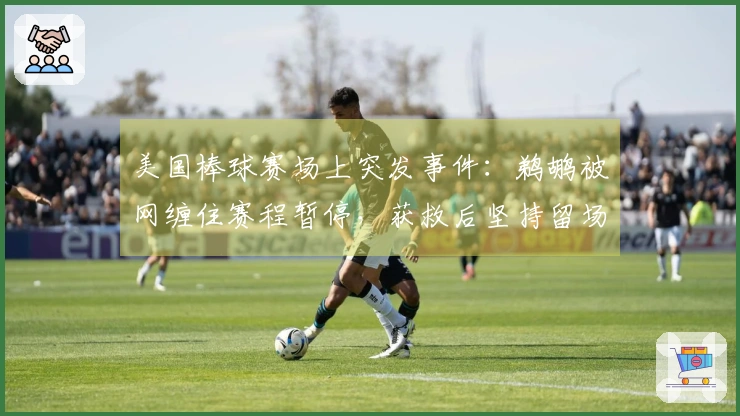 美国棒球赛场上突发事件：鹈鹕被网缠住赛程暂停，获救后坚持留场