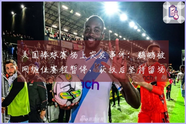 美国棒球赛场上突发事件：鹈鹕被网缠住赛程暂停，获救后坚持留场